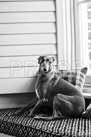 bruntdogs24158