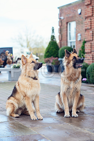 bruntdogs24122
