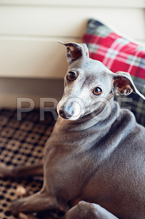 bruntdogs24159