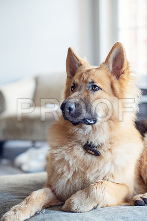 bruntdogs24152