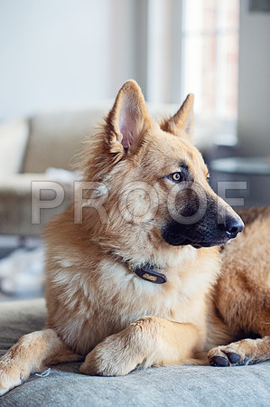 bruntdogs24156