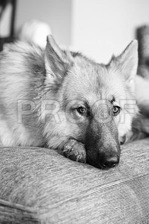 bruntdogs24115