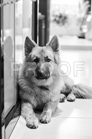 bruntdogs24101