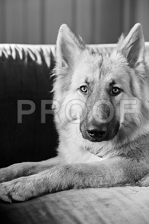 bruntdogs24075