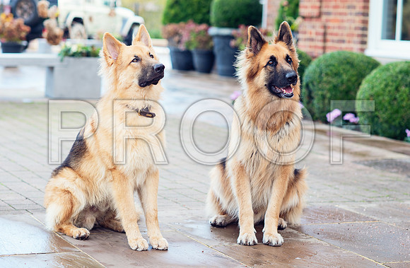 bruntdogs24124