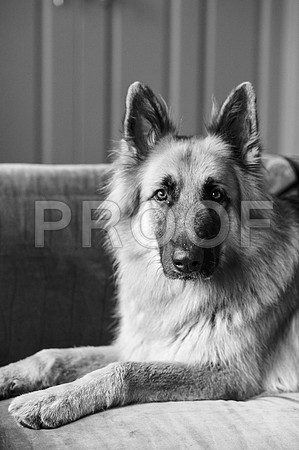 bruntdogs24020