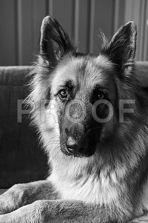 bruntdogs24001