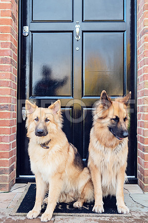 bruntdogs24011