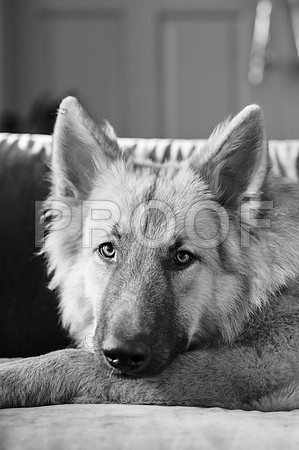 bruntdogs24087