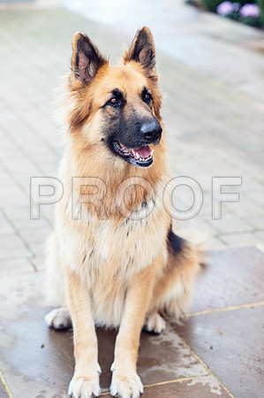 bruntdogs24128