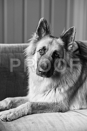 bruntdogs24022