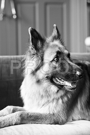 bruntdogs24024