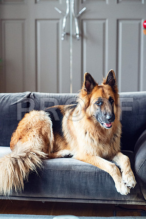 bruntdogs24045