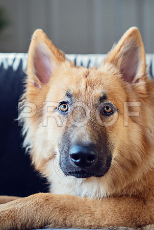bruntdogs24064
