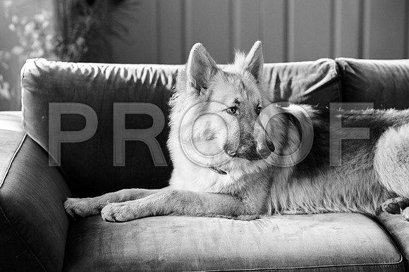 bruntdogs24050