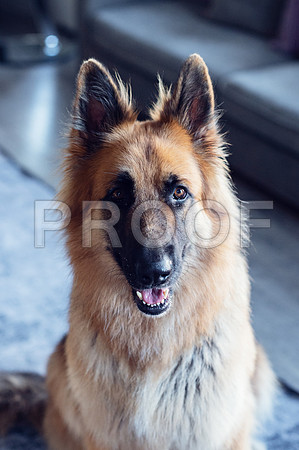bruntdogs24106