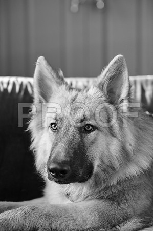 bruntdogs24071