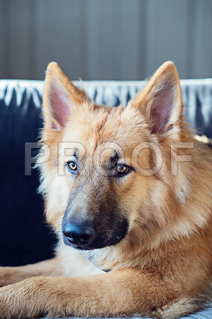 bruntdogs24072