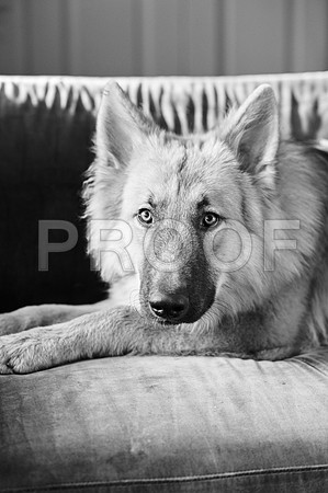 bruntdogs24056