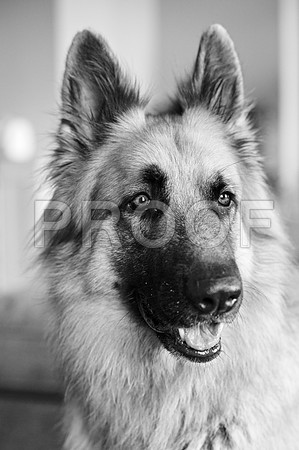 bruntdogs24109