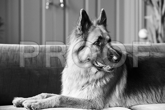 bruntdogs24032