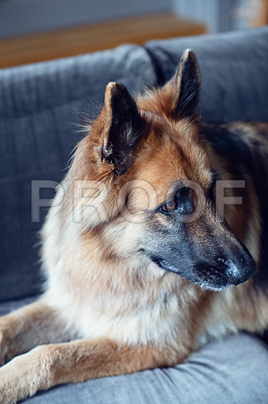 bruntdogs24029