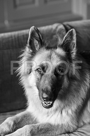 bruntdogs24028