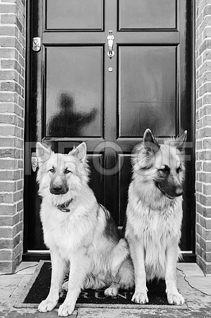 bruntdogs24009