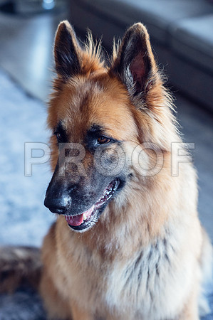 bruntdogs24102