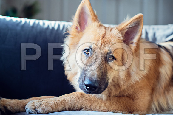 bruntdogs24057