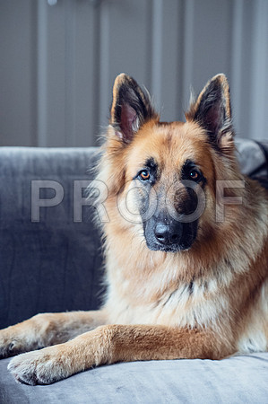bruntdogs24019