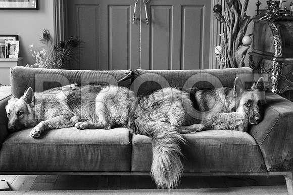 bruntdogs24007