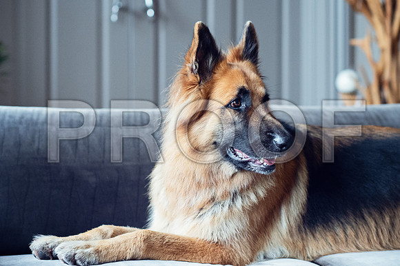 bruntdogs24031