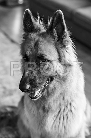 bruntdogs24103