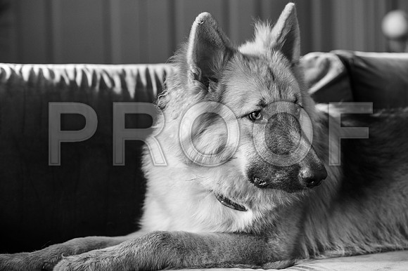 bruntdogs24052