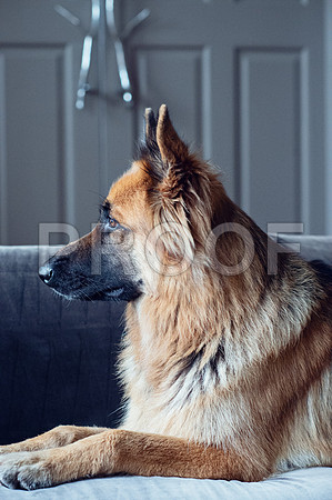 bruntdogs24037