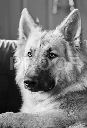 bruntdogs24093