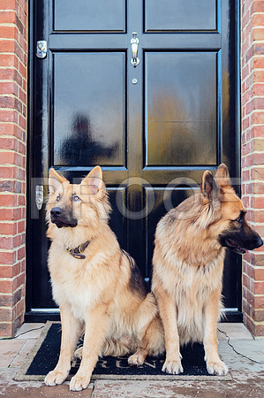 bruntdogs24012