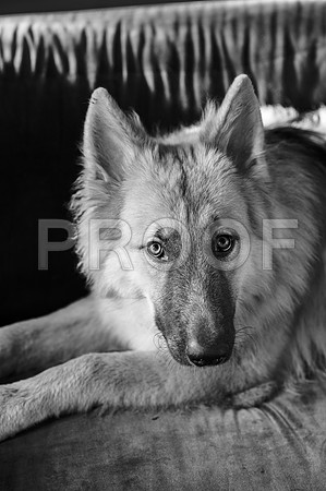 bruntdogs24063