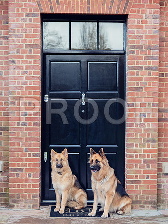bruntdogs24018