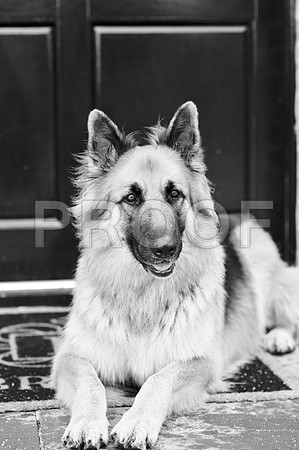 bruntdogs24149
