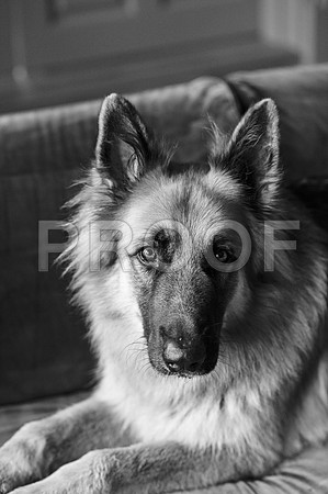 bruntdogs24026