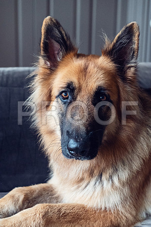 bruntdogs24002
