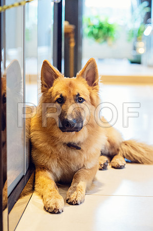 bruntdogs24100