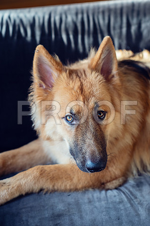 bruntdogs24061