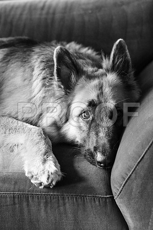 bruntdogs24044