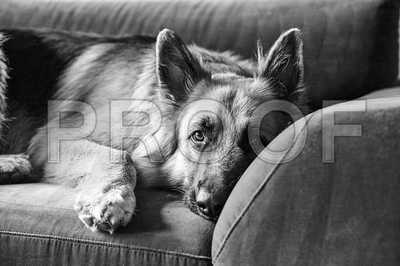 bruntdogs24042