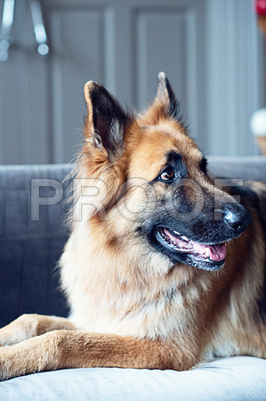 bruntdogs24023