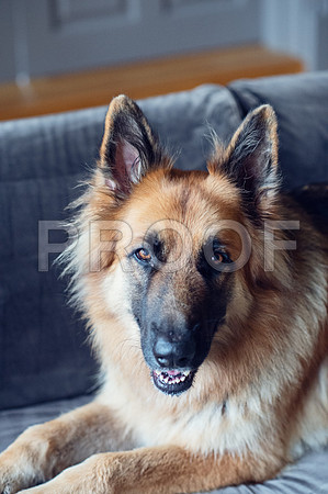 bruntdogs24027