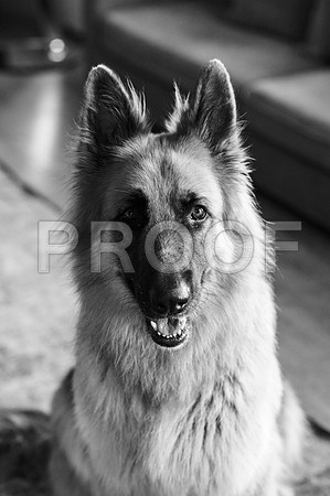 bruntdogs24107